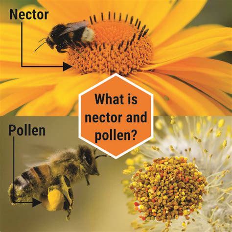 Magical bee nectar